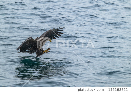 知床冬天 知床冬天 132168821