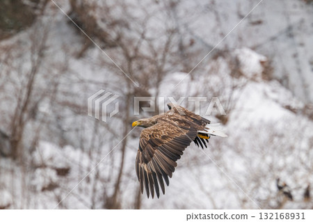 知床冬天 132168931