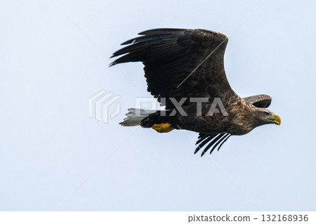 知床冬天 132168936