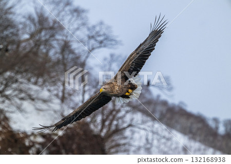 知床冬天 知床冬天 132168938