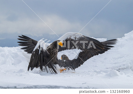 知床冬天 132168960