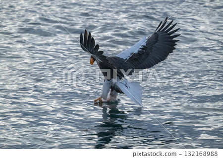 Shiretoko winter Shiretoko winter 132168988