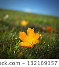 Beautiful autumn background. Colorful leaves on trees in fall time. Concept for nature and landscape. 132169157