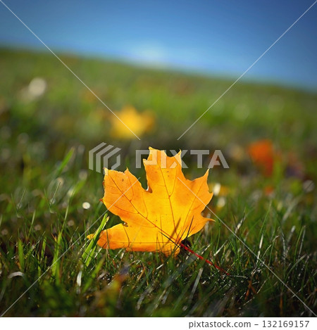 Beautiful autumn background. Colorful leaves on trees in fall time. Concept for nature and landscape. Beautiful autumn background. Colorful leaves on trees in fall time. Concept for nature and landscape. 132169157