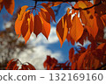 Beautiful colourful autumn leaves. Seasonal natural background. Fall time. 132169160