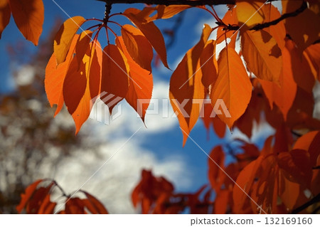Beautiful colourful autumn leaves. Seasonal natural background. Fall time. Beautiful colourful autumn leaves. Seasonal natural background. Fall time. 132169160