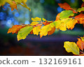 Beautiful colourful autumn leaves. Seasonal natural background. Fall time. 132169161