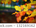 Beautiful colourful autumn leaves. Seasonal natural background. Fall time. 132169162