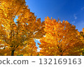 Beautiful autumn background. Colorful leaves on trees in fall time. Concept for nature and landscape. 132169163