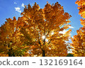 Beautiful colourful autumn leaves. Seasonal natural background. Fall time. 132169164