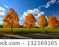 Beautiful autumn background. Colorful leaves on trees in fall time. Concept for nature and landscape. 132169165