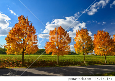 Beautiful autumn background. Colorful leaves on trees in fall time. Concept for nature and landscape. Beautiful autumn background. Colorful leaves on trees in fall time. Concept for nature and landscape. 132169165