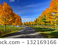 Beautiful autumn background. Colorful leaves on trees in fall time. Concept for nature and landscape. 132169166