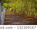 Autumn. Beautiful colorful leaves on trees in autumn time. Natural seasonal color background. 132169167