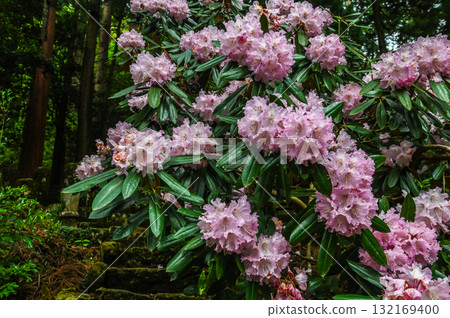 室生寺 - 高野的古老女性寺廟 132169400