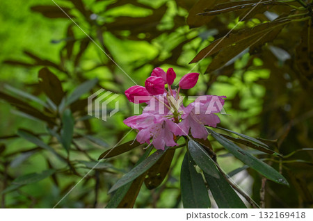 Muroji Temple - An ancient temple for women in Koya 132169418