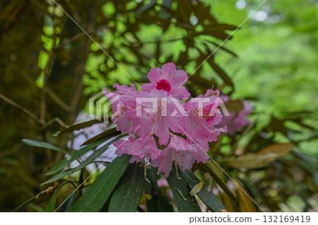 Muroji Temple - An ancient temple for women in Koya 132169419
