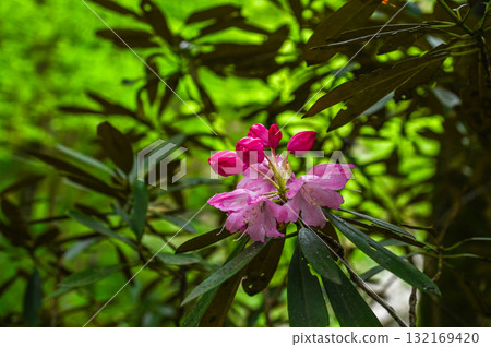 Muroji Temple - An ancient temple for women in Koya 132169420