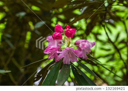 室生寺 - 高野的古老女性寺廟 132169421