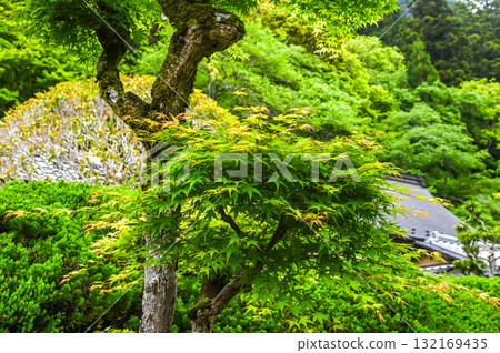 室生寺 - 高野的古老女性寺廟 132169435