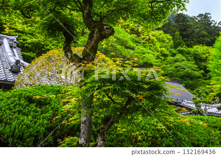室生寺 - 高野的古老女性寺廟 132169436