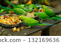 Indian Ringneck Parrots Eating Fruit Salad in Metal Bowls 132169636