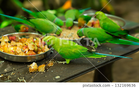 Indian Ringneck Parrots Eating Fruit Salad in Metal Bowls Indian Ringneck Parrots Eating Fruit Salad in Metal Bowls 132169636