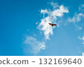 Solitary Fruit Bat Soaring Through Brilliant Blue Sky Among Wispy Clouds 132169640