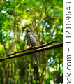 Solitary Grey Parrot Perched on Branch in Vibrant Tropical Forest 132169643