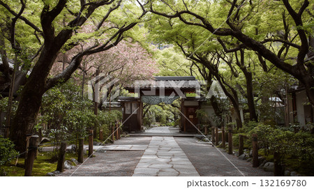 寧靜的春天景色，參道和寺廟大門周圍環繞著新鮮的綠色植物 132169780