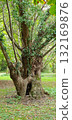 Old gnarled tree with hollows forming a face that looks scared or surprised, mobile photo. Natural formation resembling a fairytale or haunted forest tree. 132169876