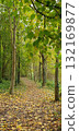 Beautiful path in an autumn forest with colorful foliage, mobile photo. Concept of nature, season, landscape, authenticity. 132169877