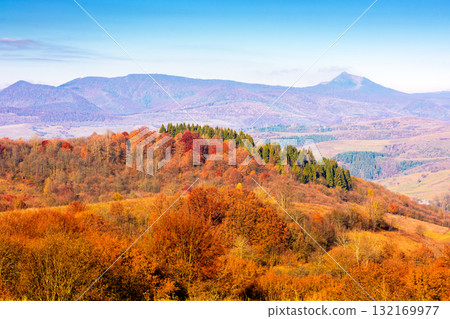 scenic mountain landscape in autumn. epic alpine scenery of carpathians with distant pikui peak under blue sky. beech forest in colorful foliage during fall season. amazing place on a sunny morning scenic mountain landscape in autumn. epic alpine scenery of carpathians with distant pikui peak under blue sky. beech forest in colorful foliage during fall season. amazing place on a sunny morning 132169977
