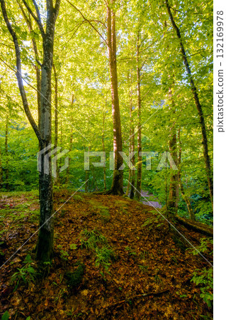 landscape of beech forest in summer. beautiful nature background with green foliage in morning light. lush deciduous woodland of ukrainian carpathians landscape of beech forest in summer. beautiful nature background with green foliage in morning light. lush deciduous woodland of ukrainian carpathians 132169978