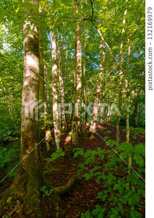 landscape of beech forest in summer. beautiful nature background with green foliage in morning light. lush deciduous woodland of ukrainian carpathians 132169979