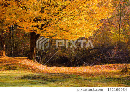 landscape with deciduous tree on a beech forest glade in autumn. beautiful nature background in morning light. hazy october weather. lush yellow foliage landscape with deciduous tree on a beech forest glade in autumn. beautiful nature background in morning light. hazy october weather. lush yellow foliage 132169984