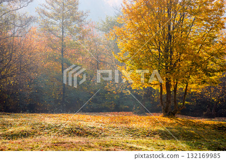 landscape with deciduous tree on a beech forest glade in autumn. beautiful nature background in morning light. hazy october weather. lush yellow foliage landscape with deciduous tree on a beech forest glade in autumn. beautiful nature background in morning light. hazy october weather. lush yellow foliage 132169985