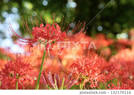 Vivid and beautiful cluster amaryllis crowd bokeh Vivid and beautiful cluster amaryllis crowd bokeh 132170118