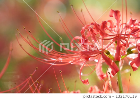 Beautiful, softly shining cluster amaryllis in autumn scenery 132170119