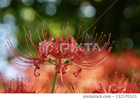 Vivid and beautiful cluster amaryllis crowd bokeh Vivid and beautiful cluster amaryllis crowd bokeh 132170123