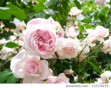 粉色玫瑰01 粉色玫瑰01 132170233