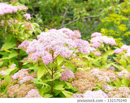 粉花繡線菊05 粉花繡線菊05 132170240