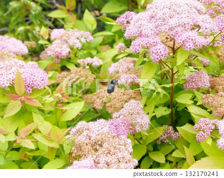 粉花繡線菊04 粉花繡線菊04 132170241