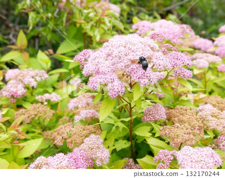 粉花繡線菊01 132170244