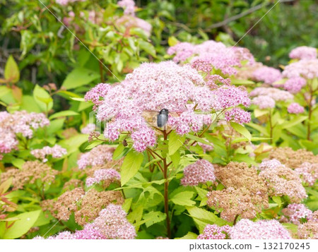 Pink Spiraea 08 Pink Spiraea 08 132170245