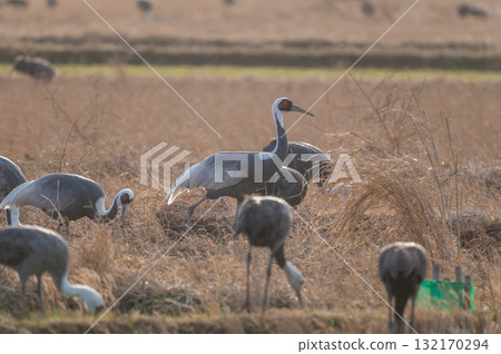 Cranes Flying at Dawn - Izumi, Kagoshima Prefecture - Cranes Flying at Dawn - Izumi, Kagoshima Prefecture - 132170294