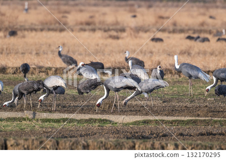 Cranes Flying at Dawn - Izumi, Kagoshima Prefecture - Cranes Flying at Dawn - Izumi, Kagoshima Prefecture - 132170295