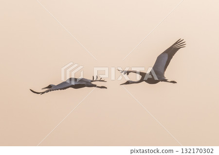 Cranes Flying at Dawn - Izumi, Kagoshima Prefecture - 132170302