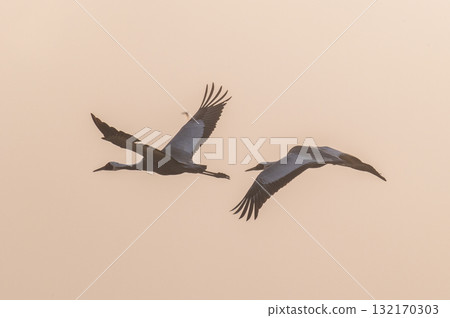 Cranes Flying at Dawn - Izumi, Kagoshima Prefecture - 132170303