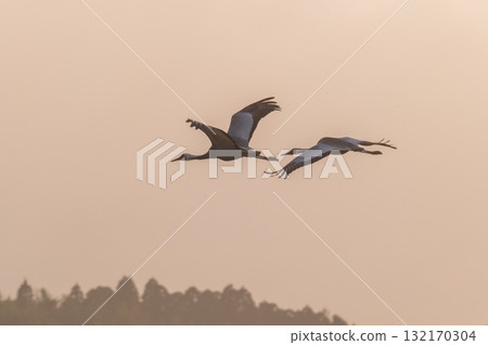 Cranes Flying at Dawn - Izumi, Kagoshima Prefecture - 132170304